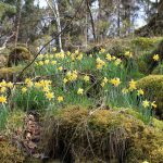 wild daffodils in Nationalpark Eifel Germany Europe