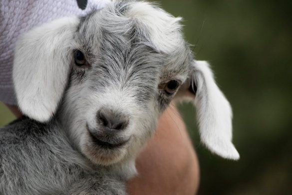 Hoe noem je iemand die geïnterviewd wordt?